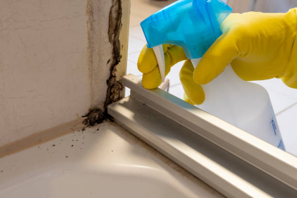 Best DIY Mold Remediation Support Services in Floris, VA
