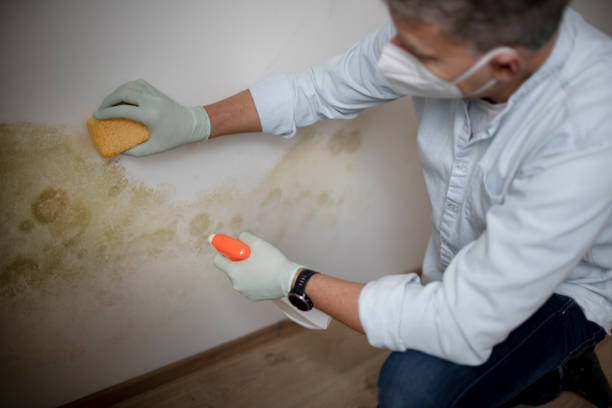 Best Kitchen Mold Remediation in Floris, VA