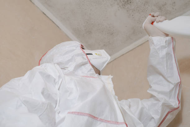 Best HVAC Mold Remediation in Floris, VA