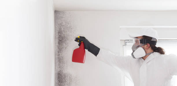 Best Basement Mold Remediation in Floris, VA