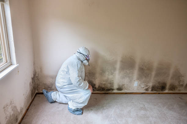 Best HVAC Mold Remediation in Floris, VA