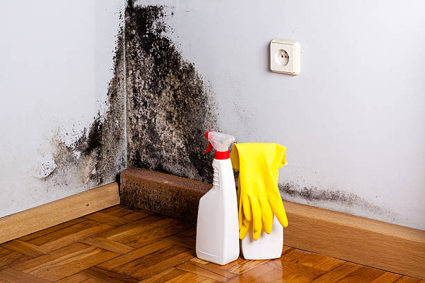 Best Bathroom Mold Remediation in Floris, VA