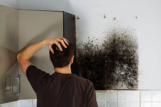 Best Mold Remediation for Specific Building Types in Floris, VA