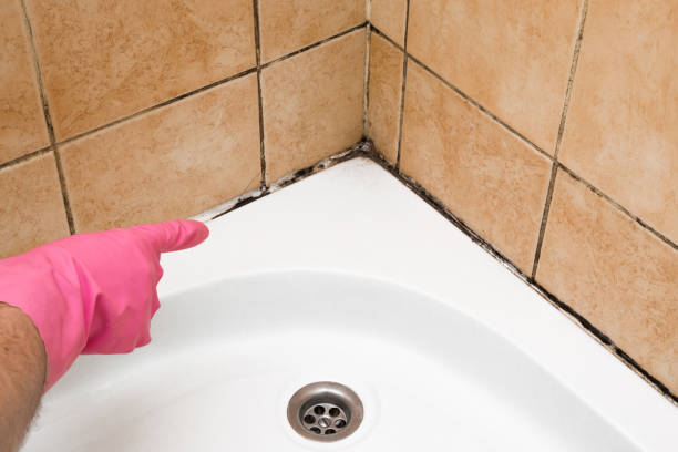 Best Emergency Mold Remediation in Floris, VA